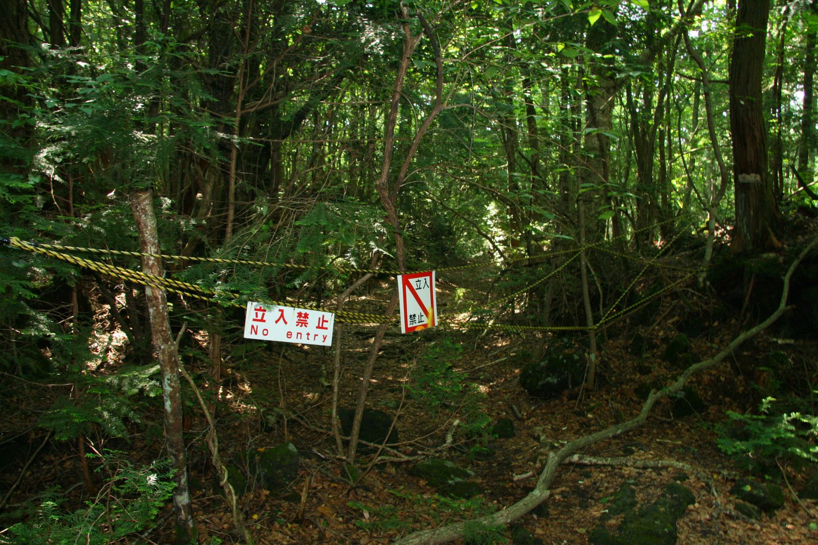 Японы аймшигт газрын нэг болох хар Aokigahara ой