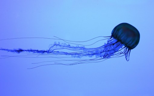 desktop-wallpaper-animals-box-jellyfish-underwater-wallpapers