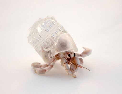 aki-inomata-hermit-crab-shells-designboom-04